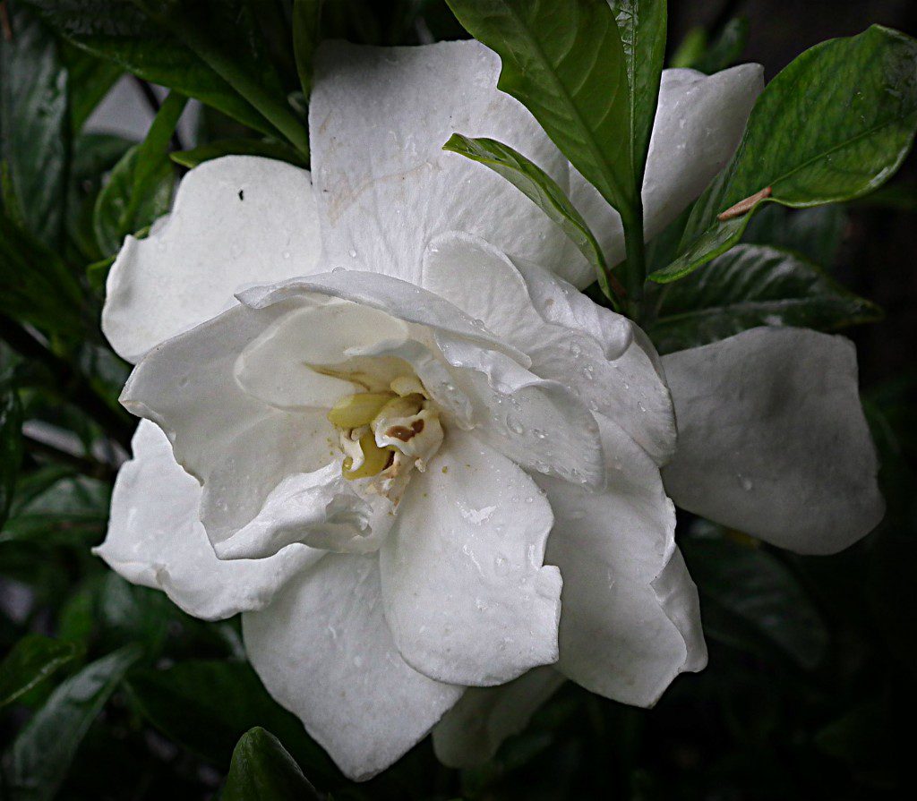 The sweet scent of a Gardenia blossom on a warm summer night is pretty cool. The fragrance of the Gardenia is reminiscent of sweet times of falling in love, strolling hand and hand in the twilight and the intensity of puppy dog love for the first time. Let the fragrance of the Gardenia take you back to those times by planting them in your yard. How cool are memories? Gardenias will conjure up some, promise.
