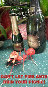 Fire Ant At A Picnic