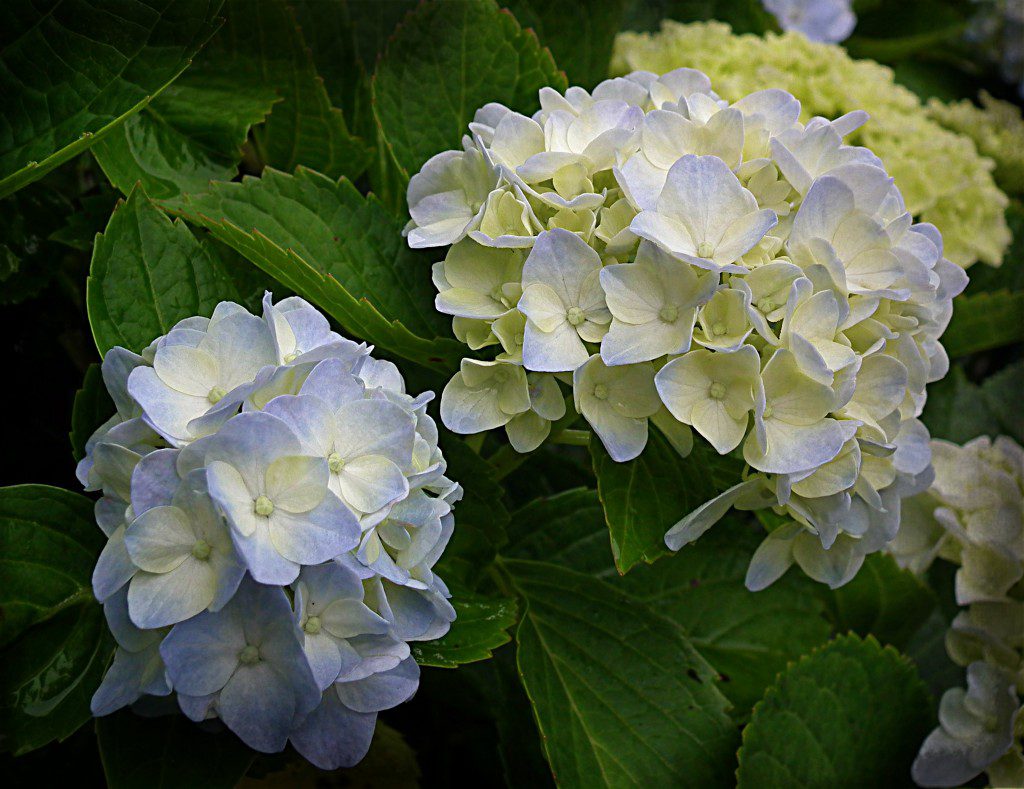 What's cooler than a nice dip in some water? Hydrangea (from the Latin Hydra meaning water) Loves to be in cool spaces and will incorporate a cool blue color to your landscape. These Hydrangeas will be suited in your wet shady location and will entertain you with cool flowers all summer long. After the flowers decide to be done, they also make excellent dried flowers for fall arrangements. How cool is that???