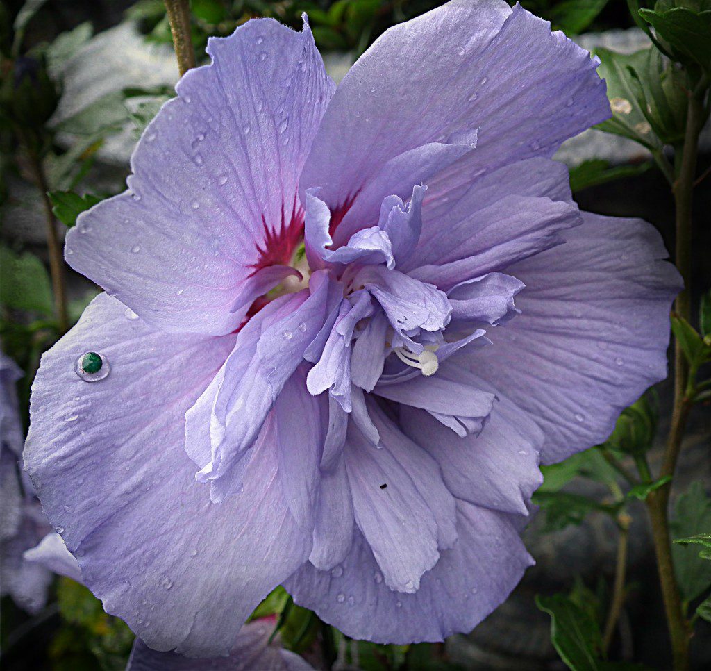(Alright, this one is just cool because I have one, and I think it's a pretty cool plant). Rose of Sharon - latin name Althea - is a tremendous shrub to incorporate into a perennial garden bed. These large growing shrubs have incredible Hibiscus like flowers that will pop out once the weather gets hot. The coolest thing about them, however,is unlike the tropical Hibiscus, you only have to plant these once and be able to enjoy them for years and years to come. Cool!