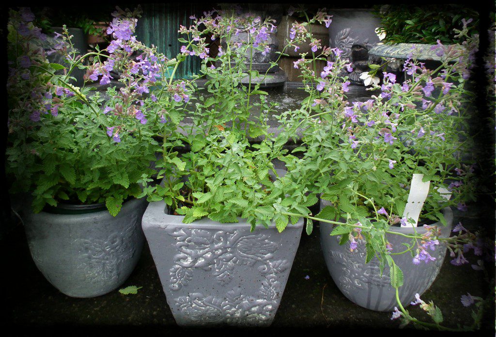 Walkers Low Nepeta is cool, nuff said. The common name, Catmint, is neither a cat NOR a mint. This perennial is a tough as nails late spring bloomer with bright bluish purple flowers that appear against a steely blue foliage. Besides the cool color of the flowers, if you trim it back after the flowers subside, you'll get a second (sometimes third) showing of flowers later in the spring. That's pretty cool!