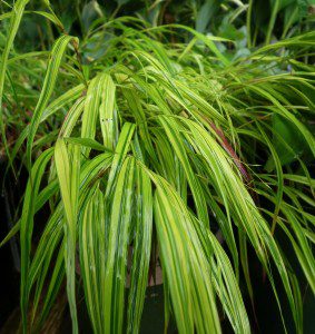 Japaneseforestgrass
