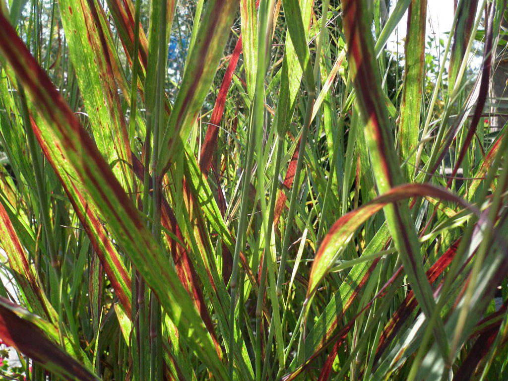 Who says grasses have to be floppy, unkept and messy? Panicum (aka switch grass) is an amazingly formal addition to any garden. With a strict upright growth habit, this grass will stand and call attention to itself all year round. In the fall, the foliage gradually turns a bright red color, starting at the tips. 