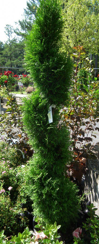 Hey, with all of that formality, why not get crazy and throw a spiral shaped topiary right in the mix? Using something with a little bit of texture, such as the Arborvitae here, you can decrease the rigidity of the appearance of a topiary. These go well in pots, in the ground and also on your cart. Get one today. Do it. 