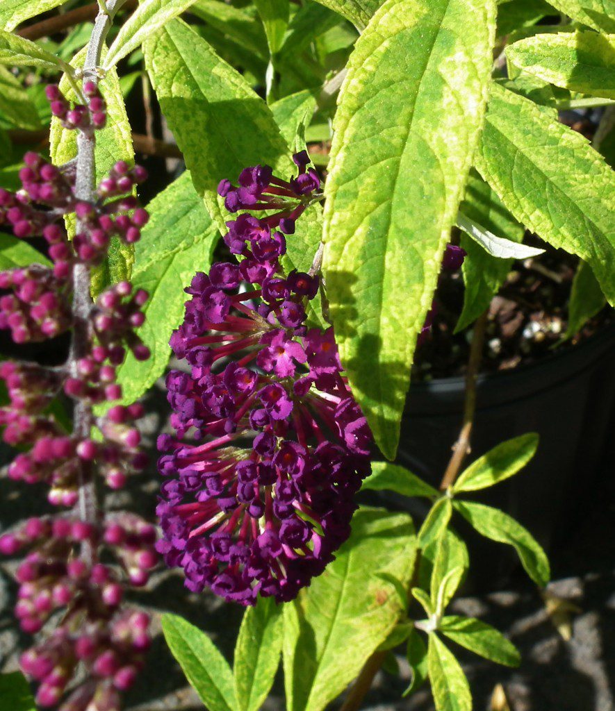 The 'Santana' Butterfly bush isn't going to cause you to cry every year when you realize you've planted to wrong plant for the wrong spot. This butterfly bush has a more prostrate growth habit and more excitingly, it has bright, yellow variegated leaves that pop out from behind dark purple blossoms. Just like any other butterfly bush, these will attract hummingbirds, butterflies and other beneficial insects to your garden!