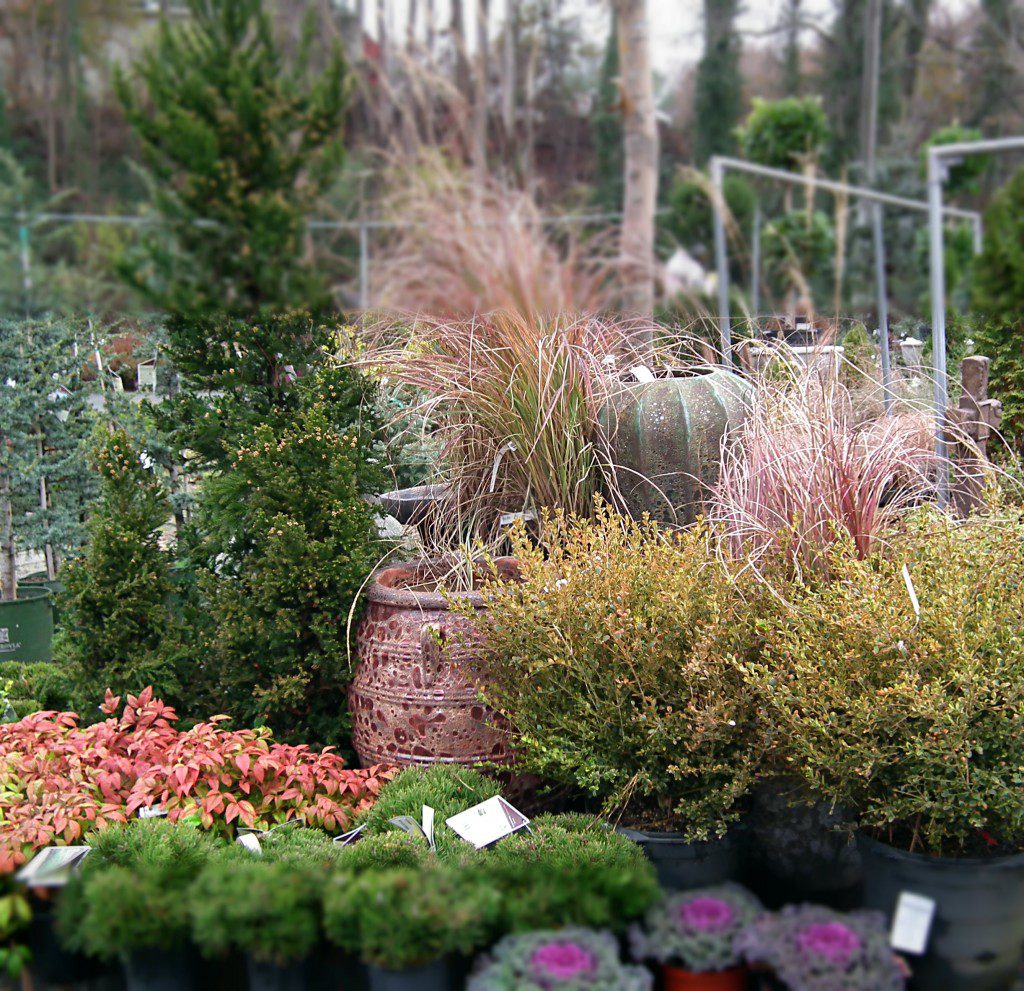 This months showcase of plants consists of plants that will look sensational all year long, even in the colder winter months!