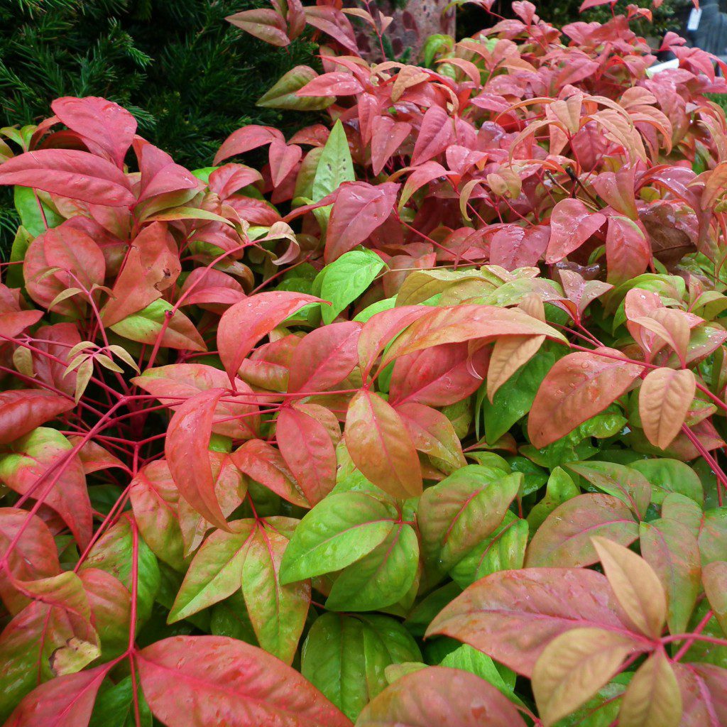 The 'Firepower' Nandina is one of those shrubs that you seem to see everywhere, but never done quite right. They're a beautiful shrub when planted among other solid green shrubs. When planted along, they tend to look unkept, when planted with a bunch of wild colors, they look out of place. The proper place for a 'Firepower' Nandina is with shrubs that won't compete for attention and at the same time, bring out the best of it.