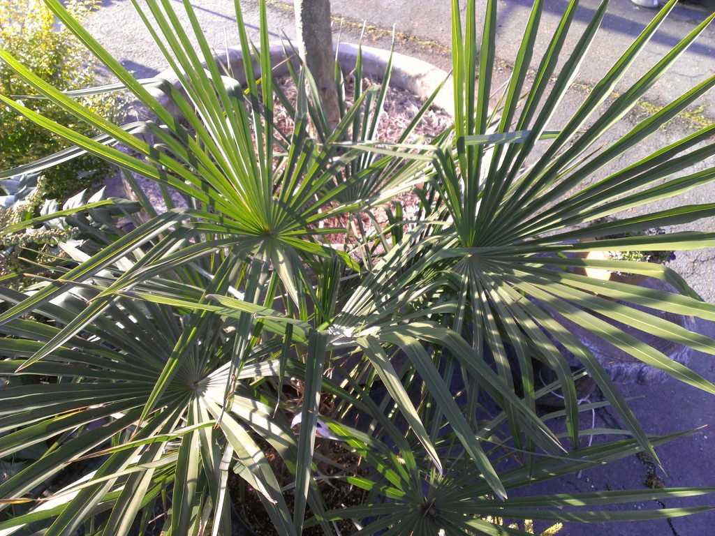 The Windmill Palm is the hardiest palm for our area. Without having to worry about it dying in the winter, you can focus on more important things, such as planning on your annual plantings and doing your taxes. The Windmill Palm will grow up to be a "palm-like" tree but it takes it's time getting there. In it's youth it makes a fantastic bushy looking small tree, but it will grow up to reach for the sky and give that traditional lollipop shape. The foliage turns a more chartreuse color in the winter, but the deeper green will return in the spring.