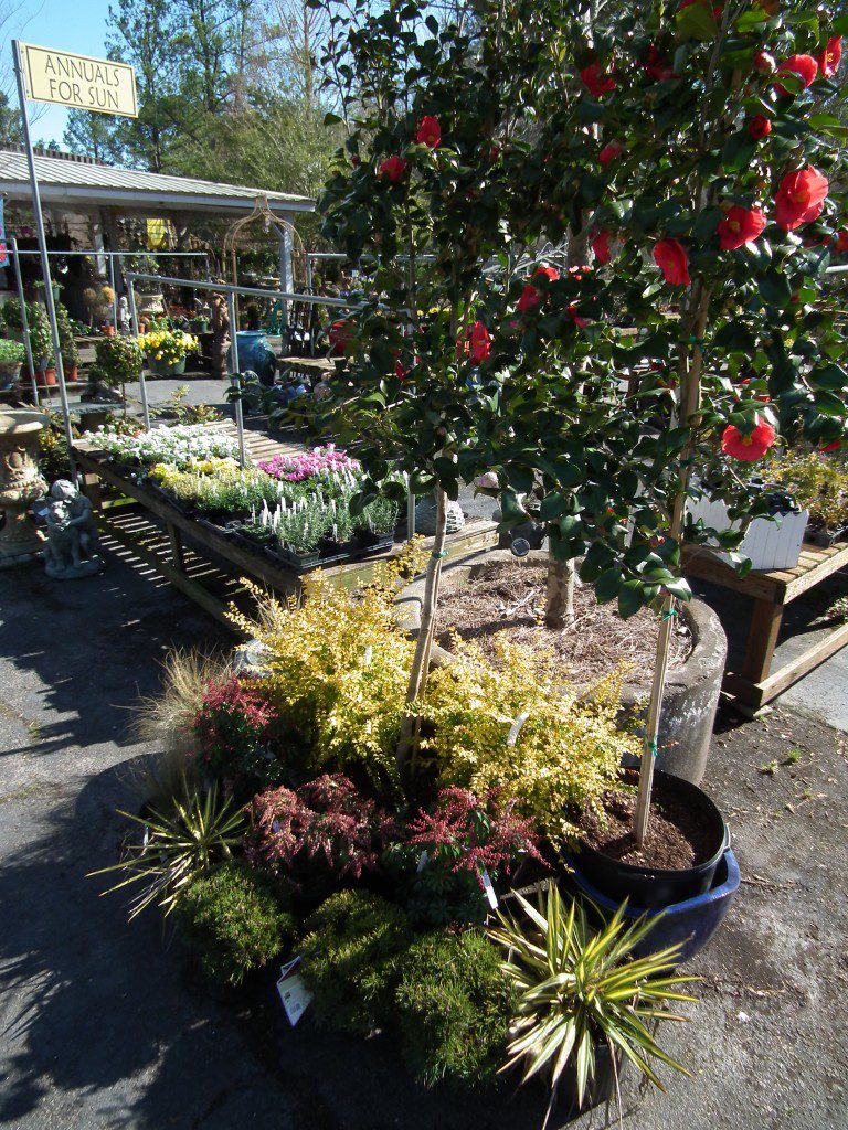 Combining the different shapes and textures from all of the exotic plants mentioned in this showcase of plants will make your landscape burst with color and excitement. Stock up today, and see what we have in stock for you!