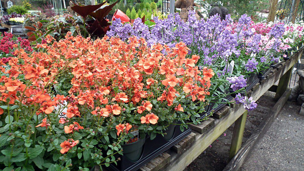 Our early spring annuals are finally here and happily sitting out in the elements. We know it's been hard for you all to hold your horses and be patient for the "time to come", but trust us, it's for the better. We've gotten in Nemesia, certain begonias, Angelonia, geraniums in baskets and in pots. hanging mixed baskets and a whole bunch of different ferns. We're excited, are you?