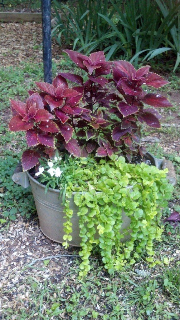 This is a very unique container with fantastic coleus popping out at you. See, you don't need gobs of flowers to make a pretty container.