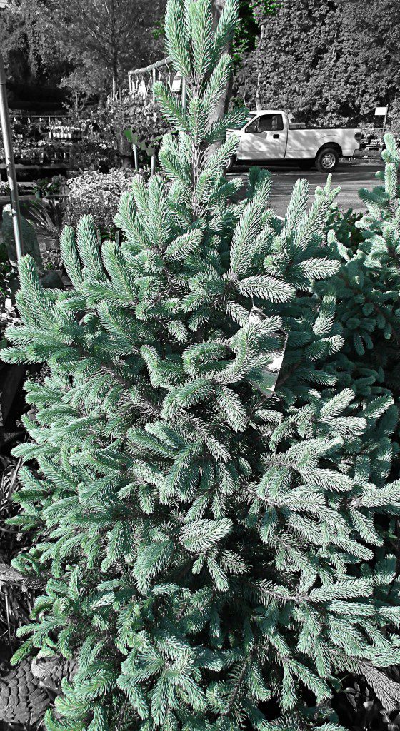 Using the Colorado Blue Spruce in your landscape will assure you blue foliage all year round. In the winter the bright steely blue needles stand out against a typically grey landscape. Lime your soil to assure your spruces happiness.
