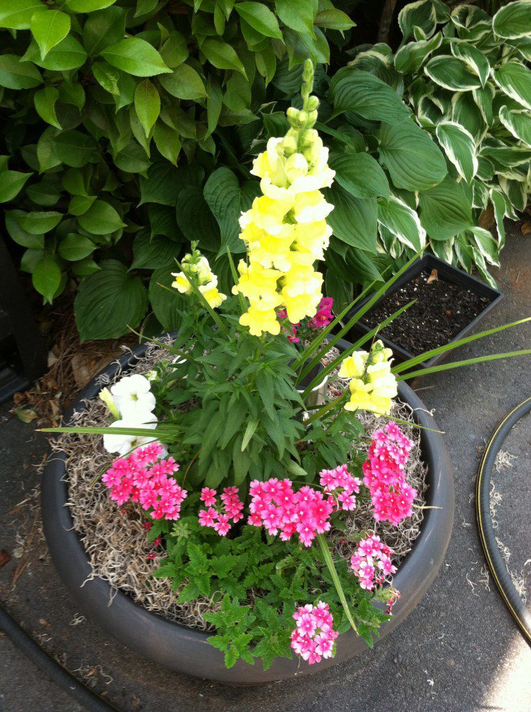 Carolyn L. sent us this awesome container complete with happy yellow snapdragons and pretty pink verbena.