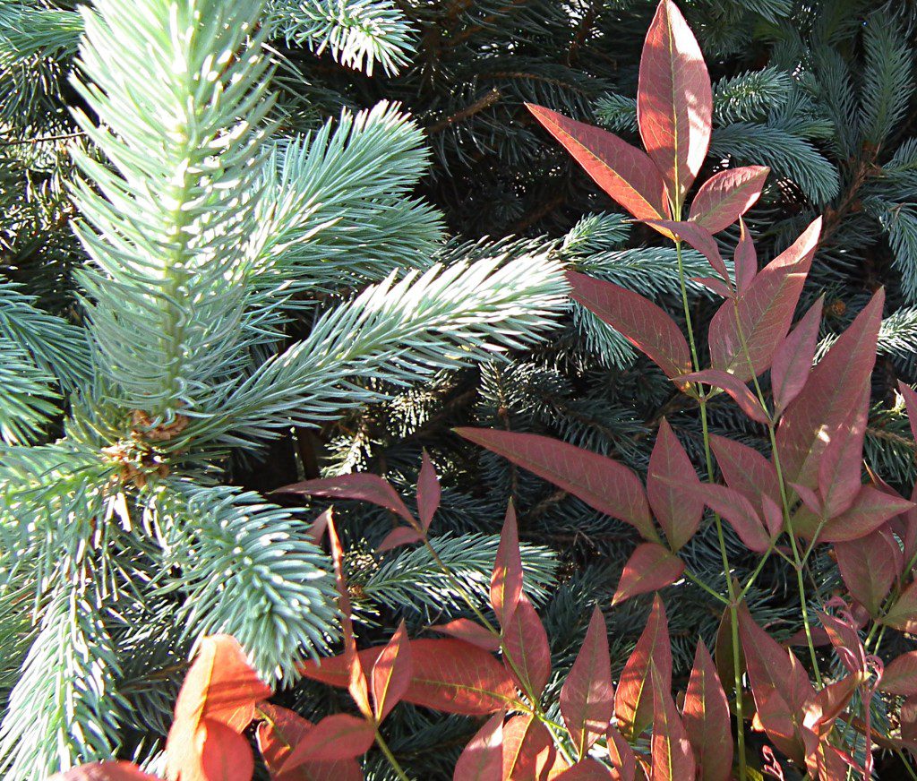 Using the Colorado Blue Spruce and the new 'Obsession' Nandina we're able to create a fantastic color contrast as well as a foliage contrast. Not only do the needles on the spruce soften the nandinas ferny leaves, the ferny leaves of the nandina make the spruce seem a little less formal and more fluffy. 