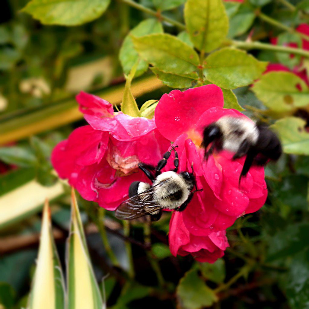 Forget all about the days of having roses that are a butt load of work and not a lot of reward. The 'Drift' series of roses will  provide you ample flowers all summer long. Minimal care needed, and the bumblebees will keep themselves busy pollinating away. They're fun to watch!