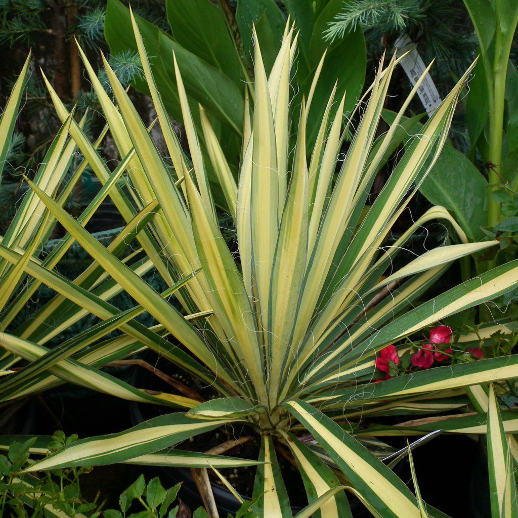 The Yucca, ugly sounding name but amazing foliage for your garden. The bright spires reach for the sky in colors of creamy white and green. These are very attractive in any garden and are one of the most drought tolerant plants you could possibly invest in!