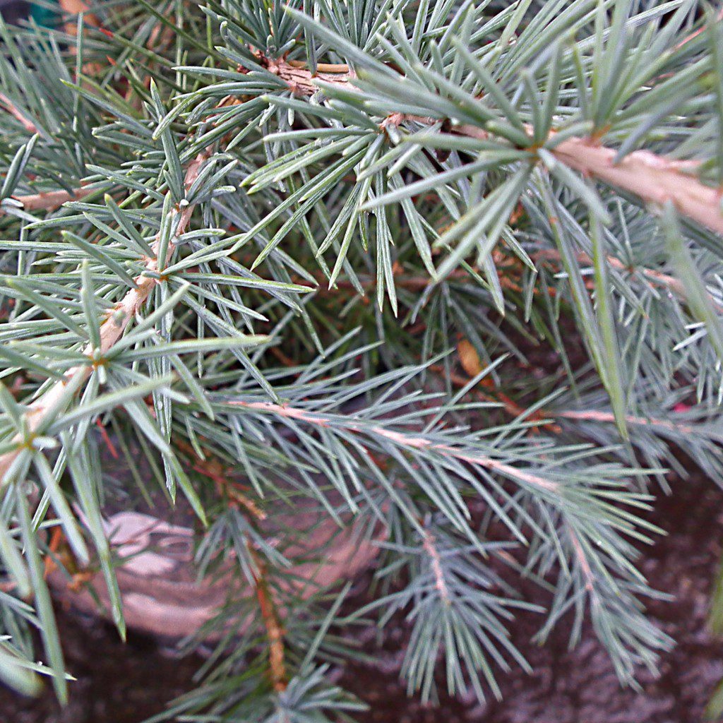 Drought tolerant Sterling Frost Deodar Cedar features blue-green needles on arching branches for year-round interest. This hardy, conical selection is a slow to moderate grower, maturing at 40 to 70 feet tall. It makes a beautiful specimen and windscreen for large landscapes and is attractive to birds. 