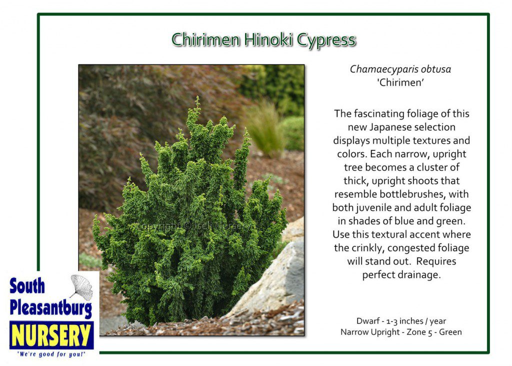 Chamaecyparis-obtusa-Chirimen