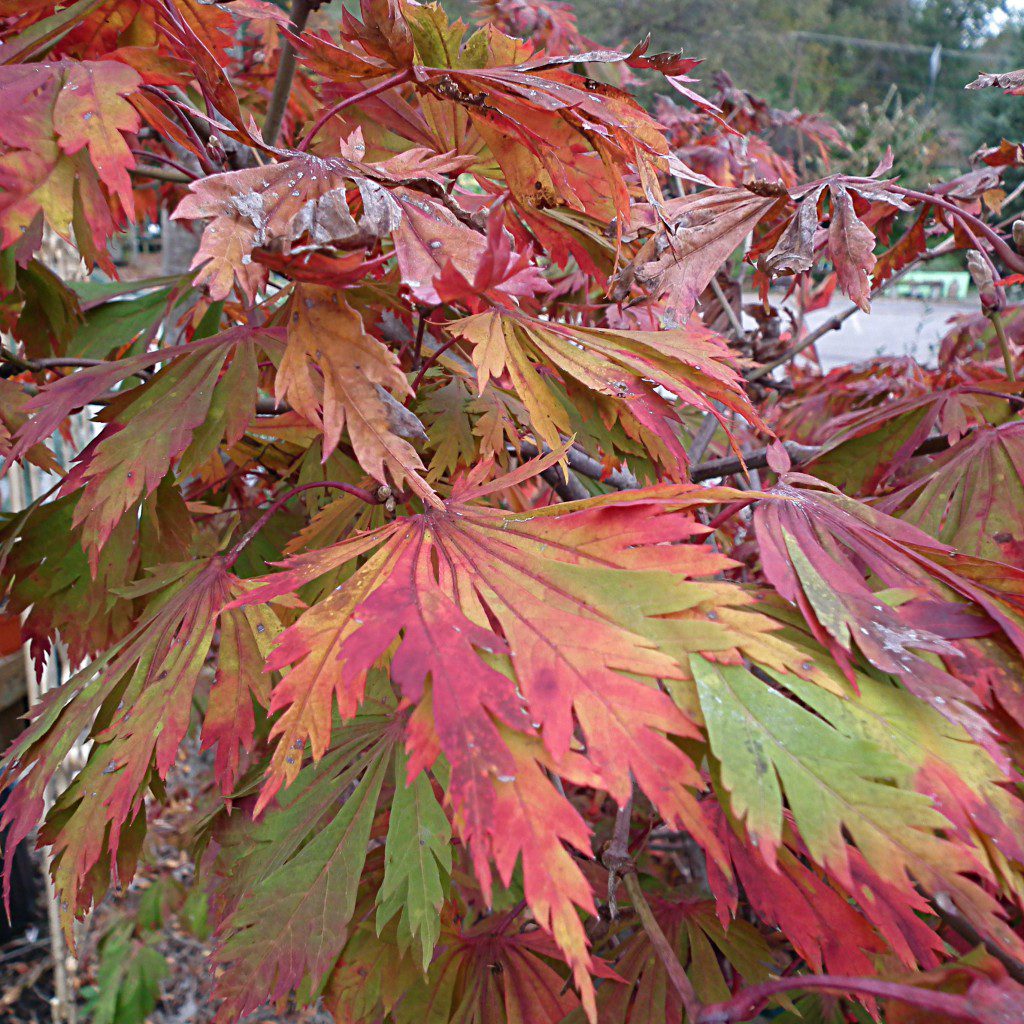 Astounding colors of yellow, orange, red and green all pop out of this leaf at the same time and continues to display this palet of color throughout the fall. The shocking variety of colors makes it superior to most of the other maples on the market. A smaller sized maple, growing about 25', will make for an excellent small garden tree, accent piece or even a container plant. 