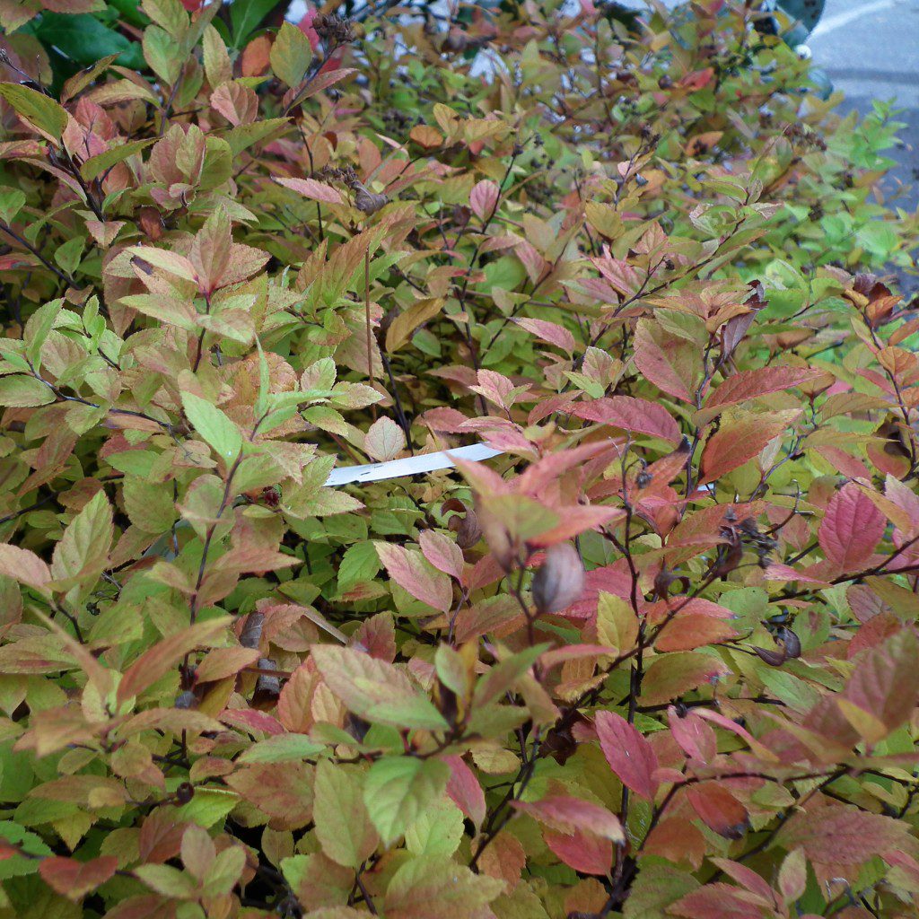 This shrub does lose it's leaves in the winter, but it's soooo worth it for the rest of the year. In the late spring clusters of pink blooms appear to cover the shrubs glowing yellow foliage. The new growth takes on a fantastic copper color throughout the growing season. When it decided to be done for the season, the colors of fall inundate this dwarf shrub with shades of red, orange and yellow. 