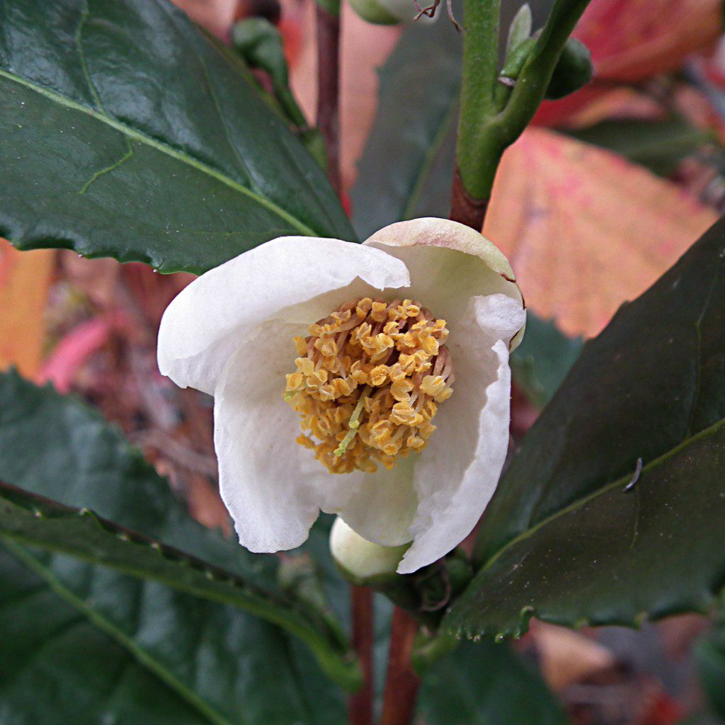 For all of you tea drinkers out there, what would be better than growing your very own tea leaves in your backyard? You can do it, it's pretty simple actually. Planting a tea camellia you can harvest the leaves to make your very own brew. Beyond just the drinkability, you can enjoy the sweet little flowers that cover this plant in the fall, blooming with some of the sasanqua camellias. The buds appear like little pearls dangling from the branches and the flower itself looks as if it were painted on silk. The tea camellia is an underused, misunderstood evergreen plant. 